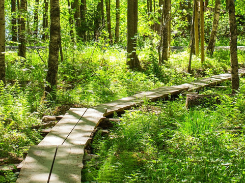 FoRestful-埃斯波必去景点