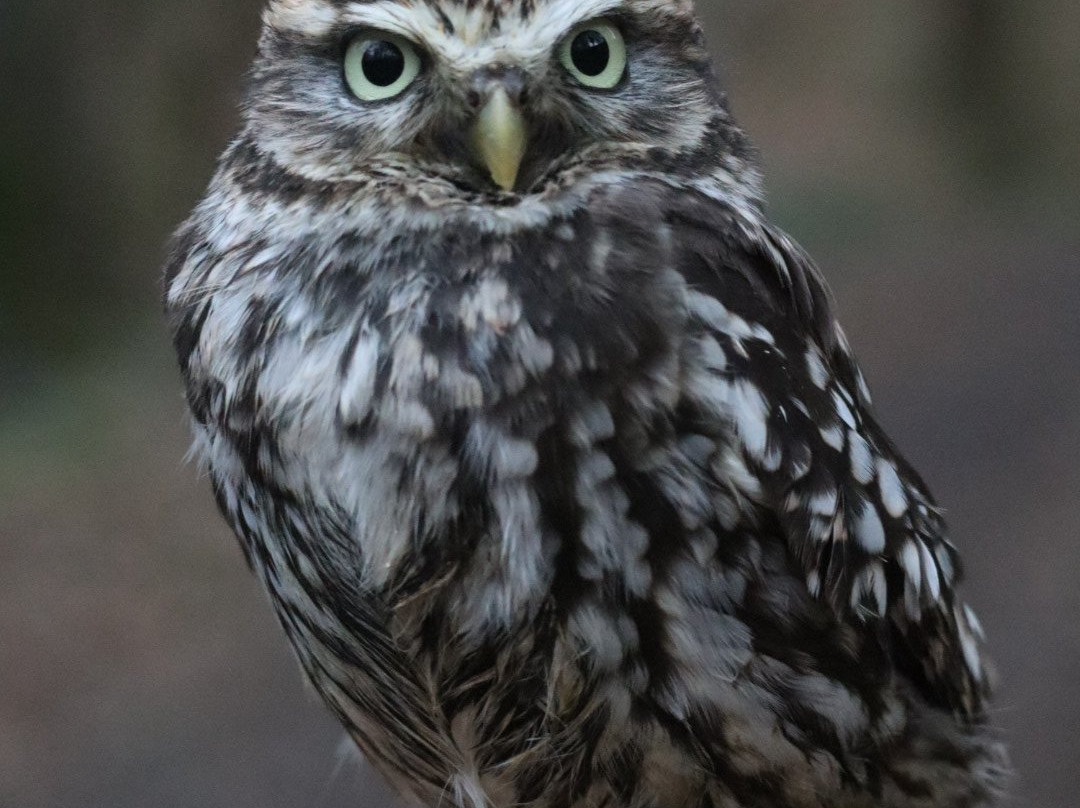 Riverside Falconry景点图片