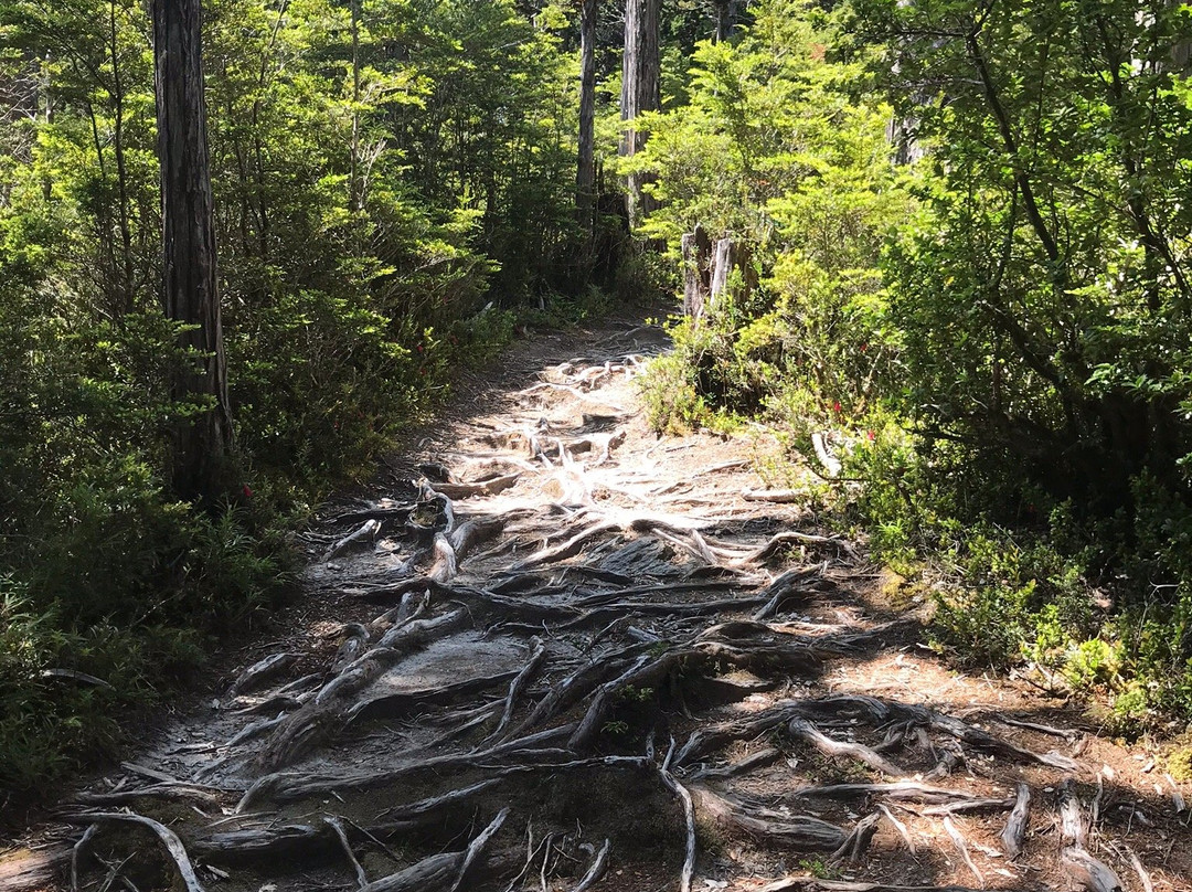 Parque Nacional Alerce Costero-Ciudad La Union必去景点