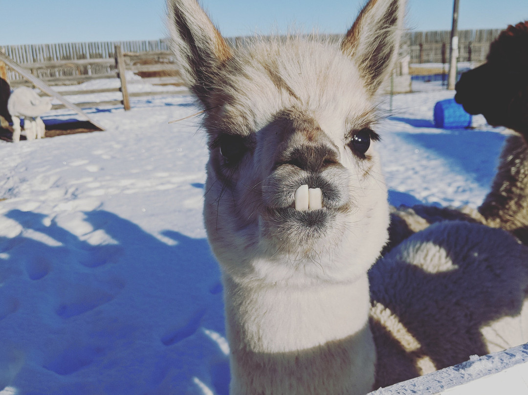 White Barn Fun Farm-布鲁克斯必去景点