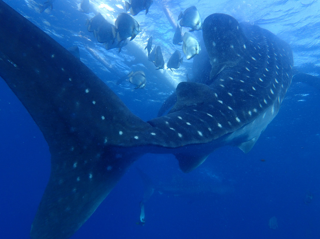 Jaimes Dive Center-拉普拉普必去景点