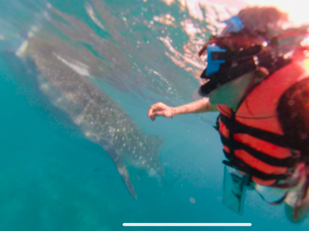 Oslob Whaleshark Watching景点图片