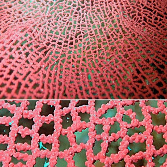 Cabo Pulmo Diving-Cabo Pulmo必去景点