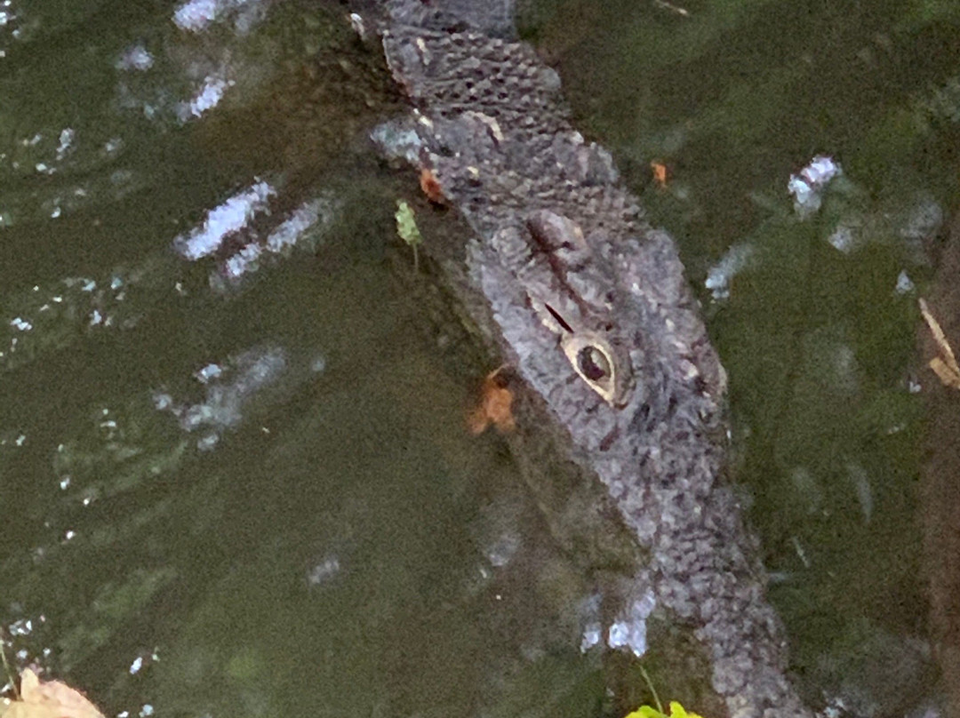 Livingstone Crocodile Park景点图片