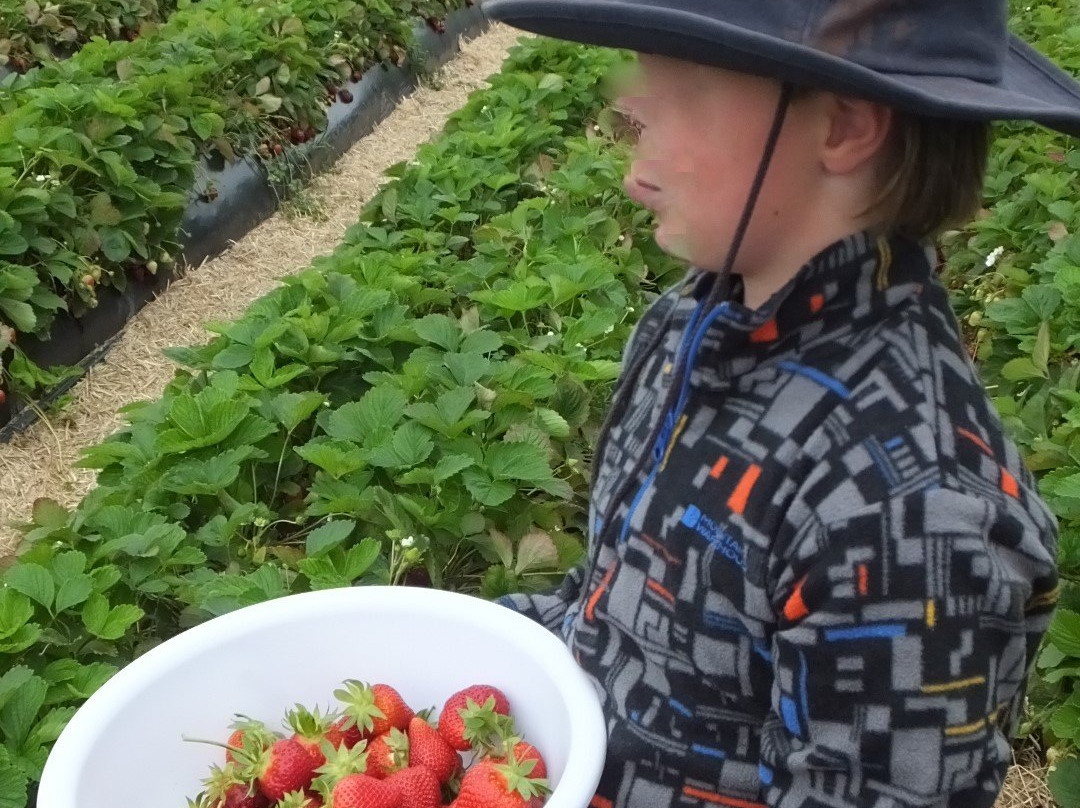 Zaknich Farms Strawberries景点图片