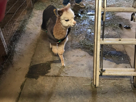 Alpacas of the Southwest-金曼必去景点