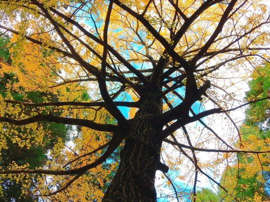 Aotama Shrine-多可町必去景点
