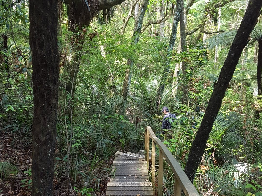 Parry Kauri Park-瓦卡沃夫必去景点