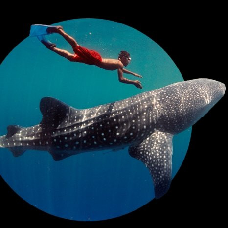 Kilindoni旅游攻略图片