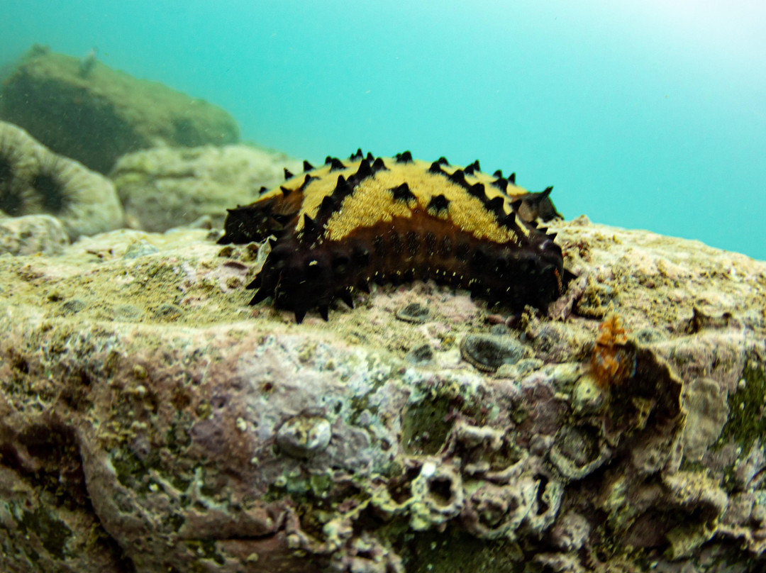 Salinas Bay Research Center-El Jobo必去景点