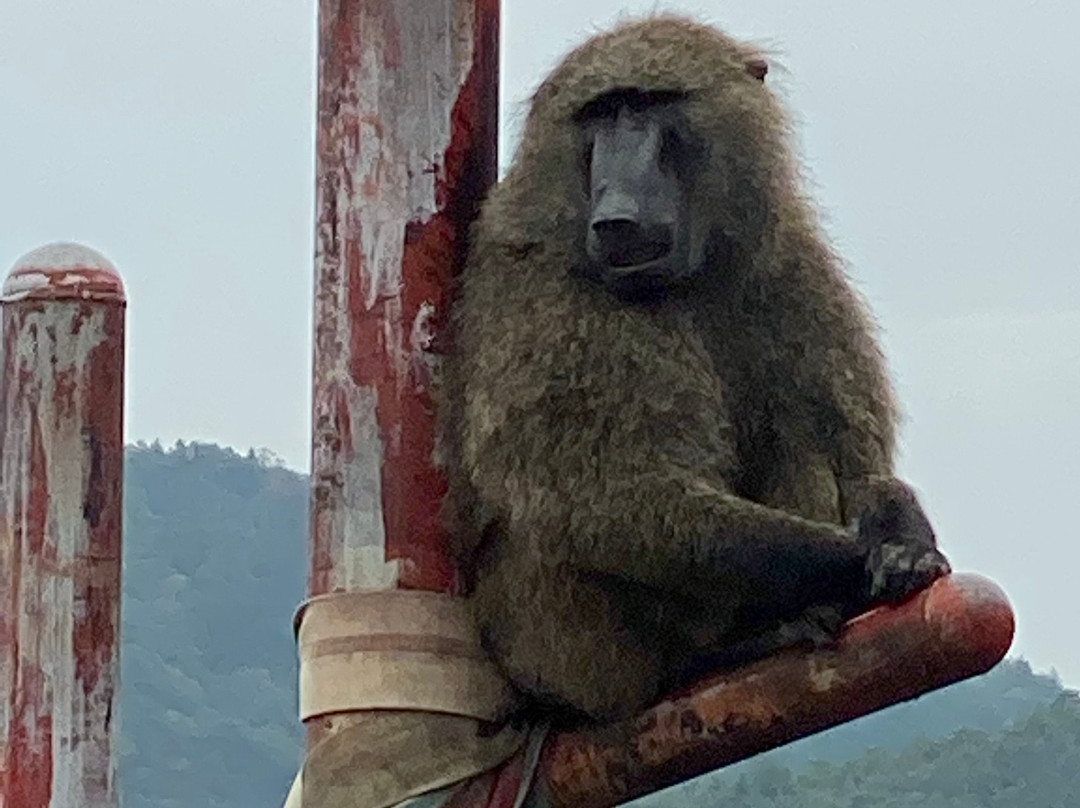 Japan Monkey Centre: Museum and Zoo for Nonhuman Primates-犬山市必去景点