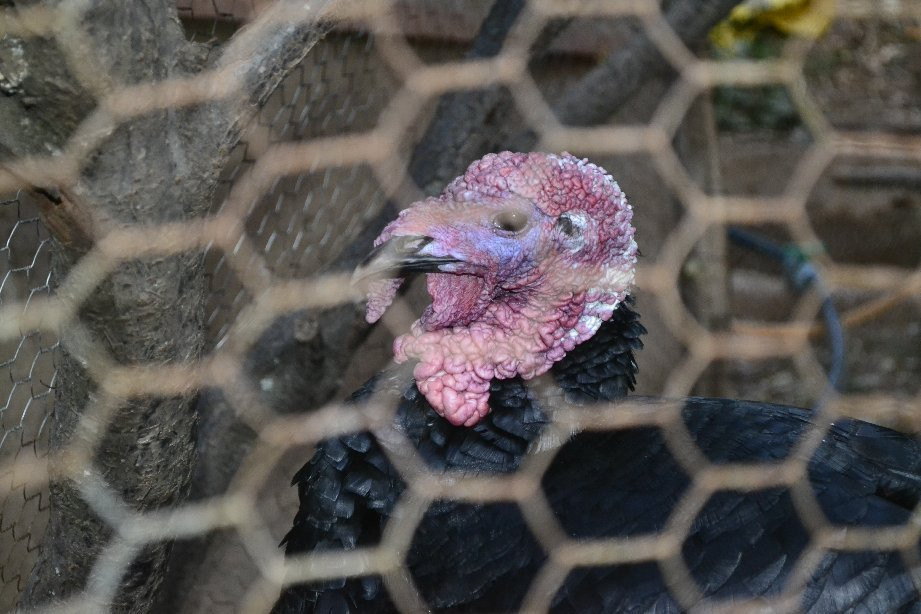 Ferme By Ikalimo主图