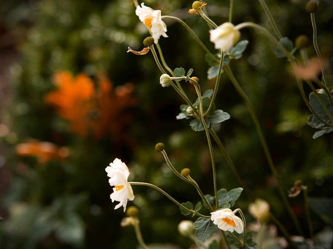 Wellfield Botanic Gardens景点图片