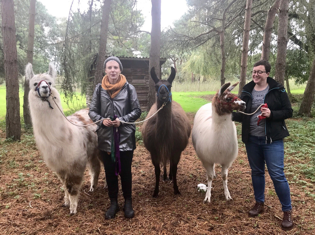 Norfolk Llamas景点图片