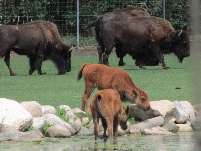 Saskatoon Forestry Farm Park & Zoo景点图片