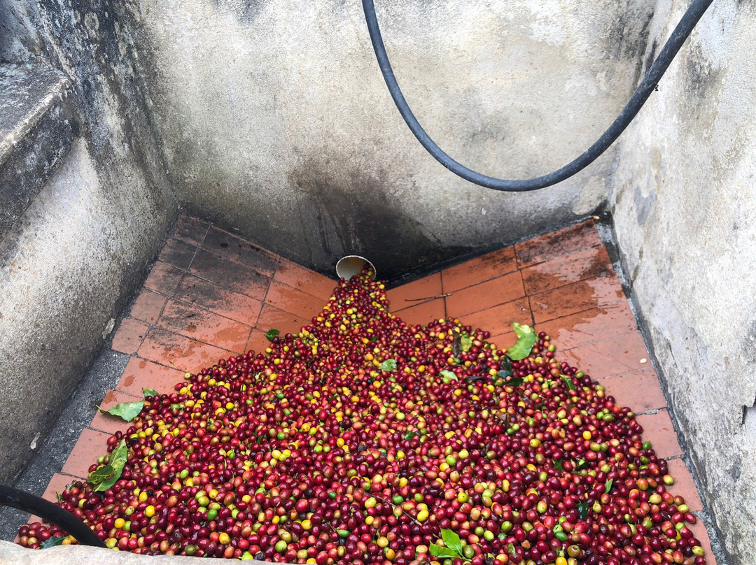 Jardín Eco Tours-Jardin必去景点