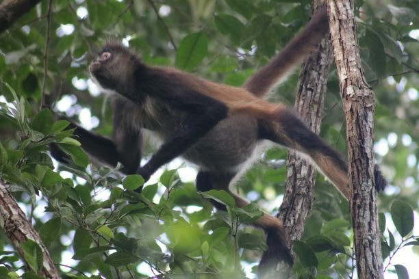 The Spider Monkey Reserve景点图片