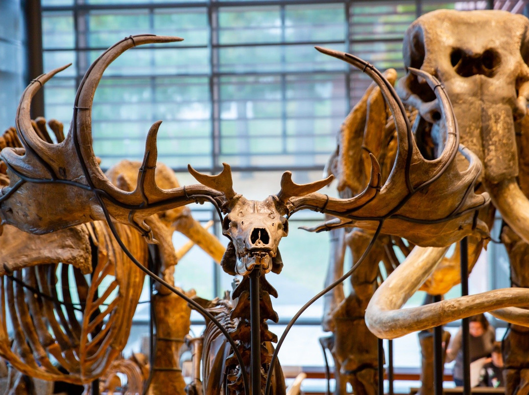 Amherst College Museum of Natural History-艾姆赫斯特必去景点