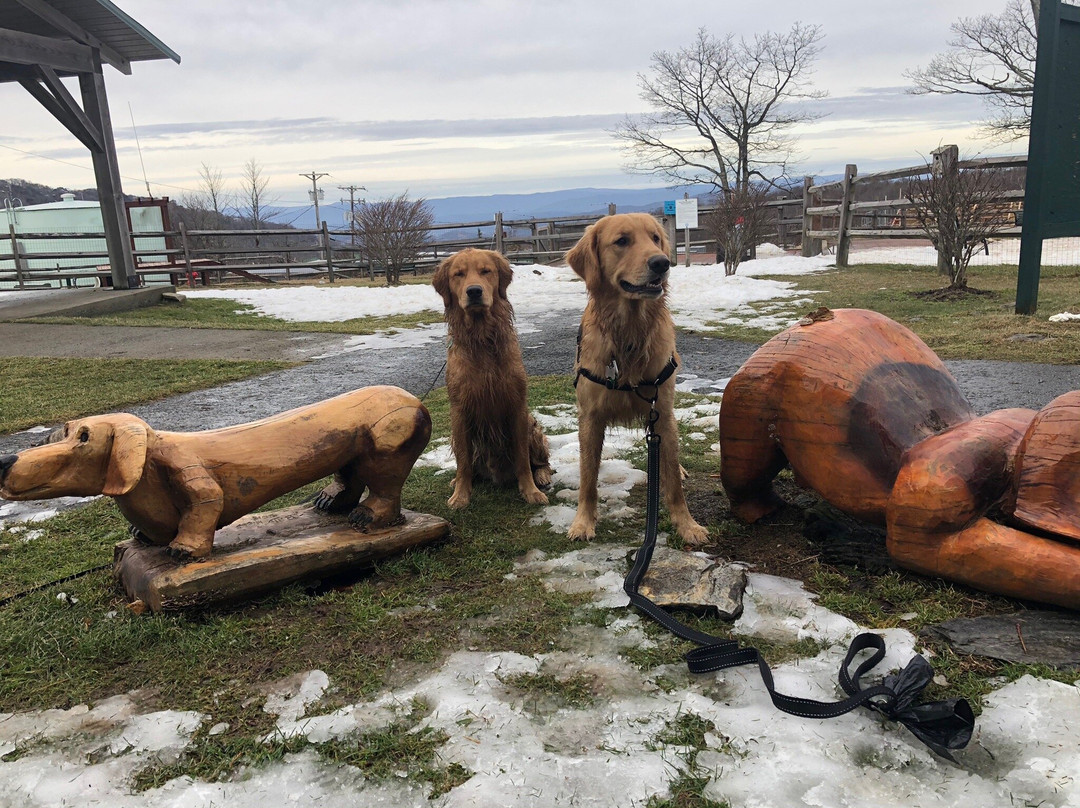 Beech Mountain Bark Park景点图片