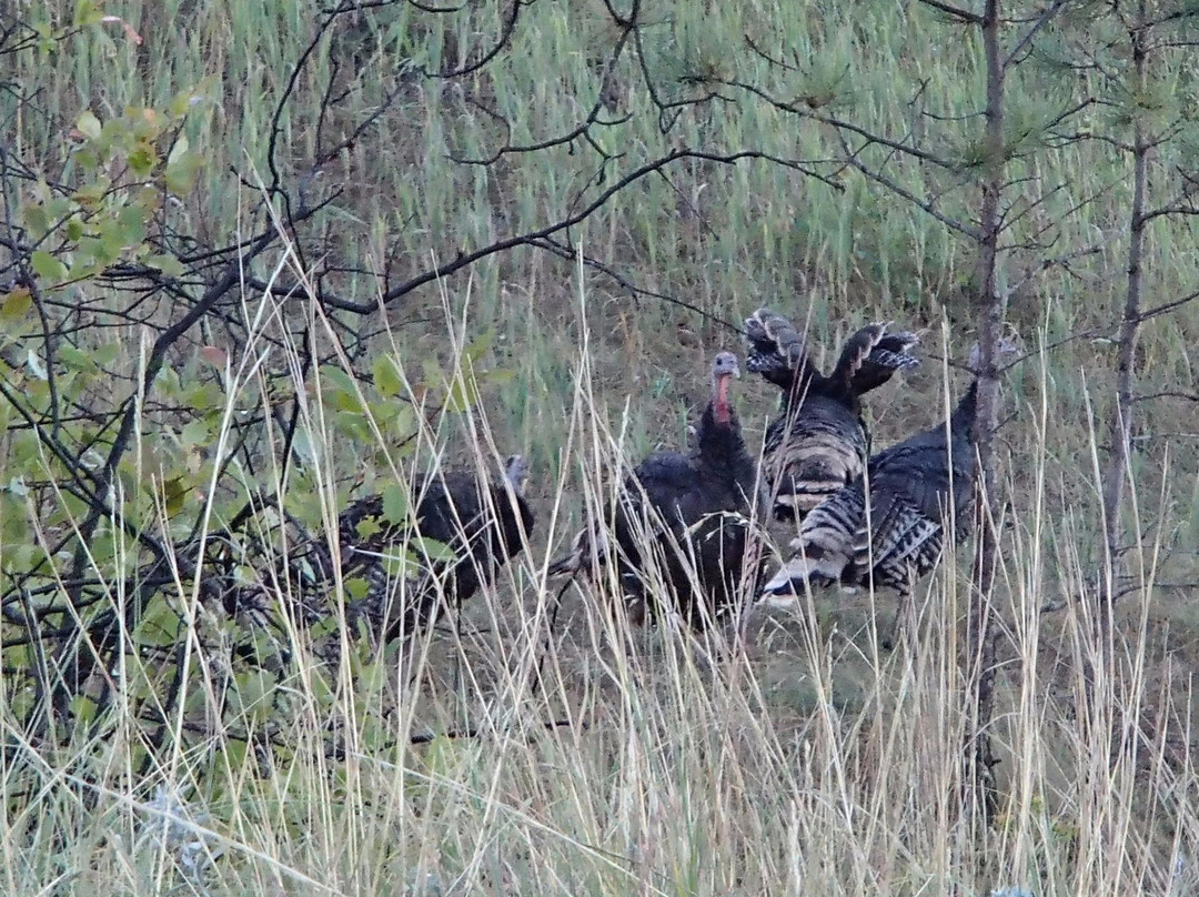 Pine Ridge National Recreation Area