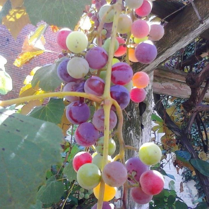 Solomons Island Winery景点图片