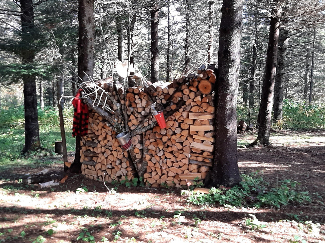 Festival Des Cordes De Bois