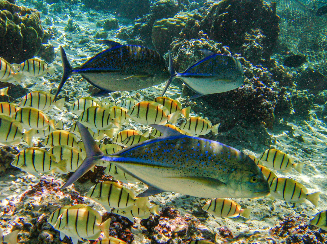 Le Jardin De Corail Du Motu Ahi