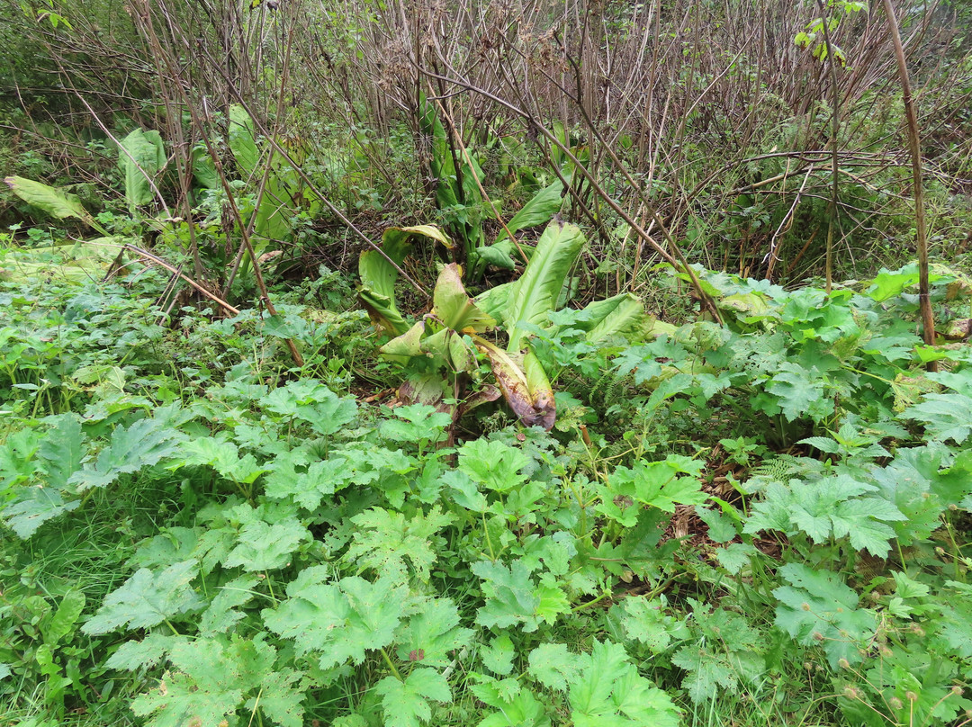 Skunk Cabbage Boardwalk-雷夫尔斯托克必去景点
