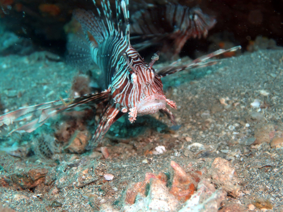 Our Ocean Diving Center景点图片