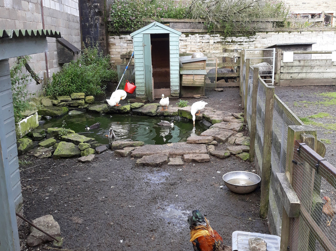 Little Owl Farm-奥尔德姆必去景点