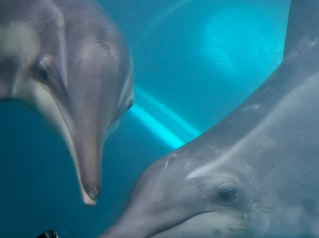 Taiji Whale Museum-太地町必去景点