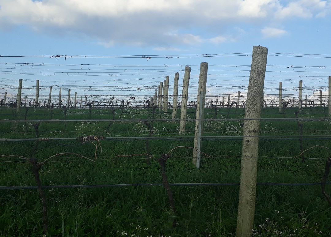 Boscato Vinhos Finos-Nova Padua必去景点