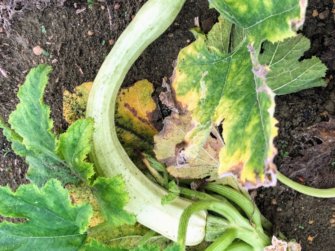 Azienda Agricola Bioviola & Sicilì Bottega Biologica-Alcamo必去景点