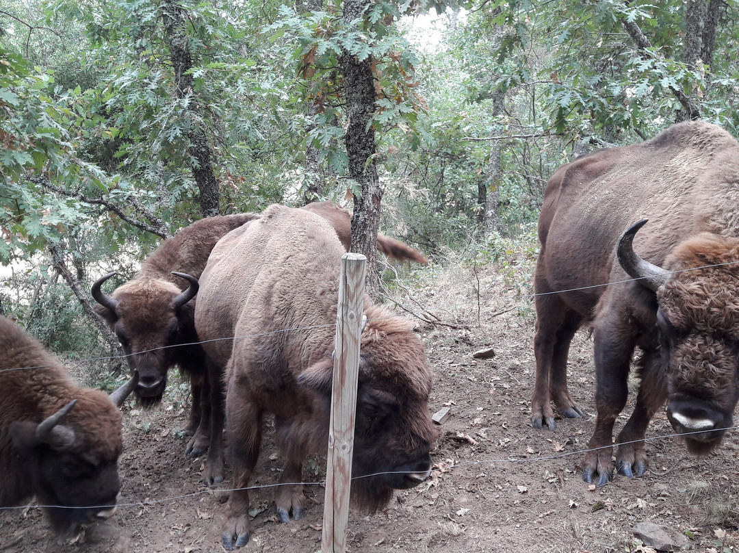 Bison Bonasus景点图片