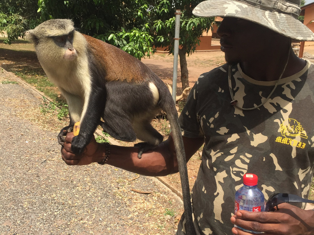 Tafi Atome Monkey Sanctuary And Cultural Village-Tafi Atome必去景点