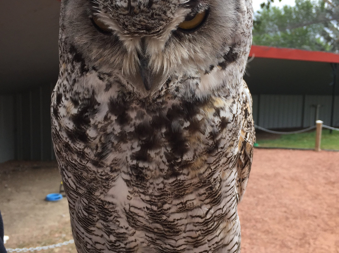 Alberta Birds of Prey Visitor's Centre景点图片