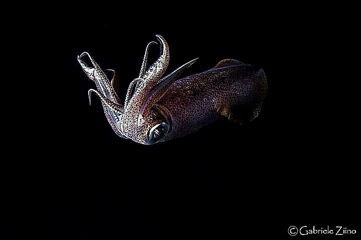 Full Dive-Porto Ercole必去景点