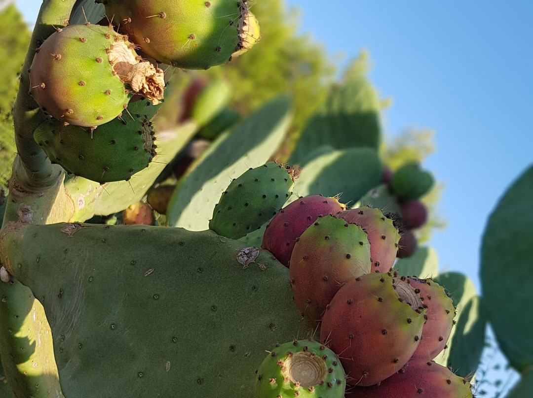 Masseria la Duchessa主图