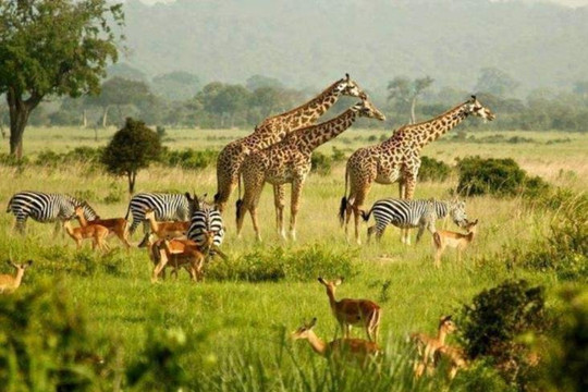 The Nomad Afrique-拉哥斯必去景点