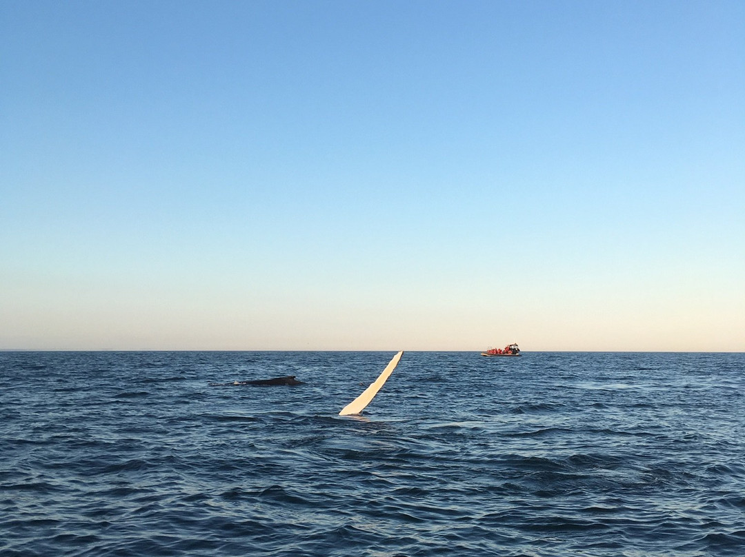 Island Cruises Whalewatching-Campobello Island必去景点
