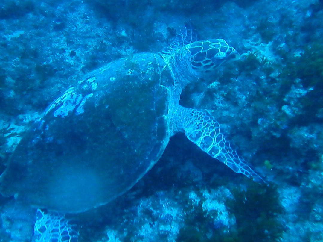 Crystal Divers-Scottburgh必去景点