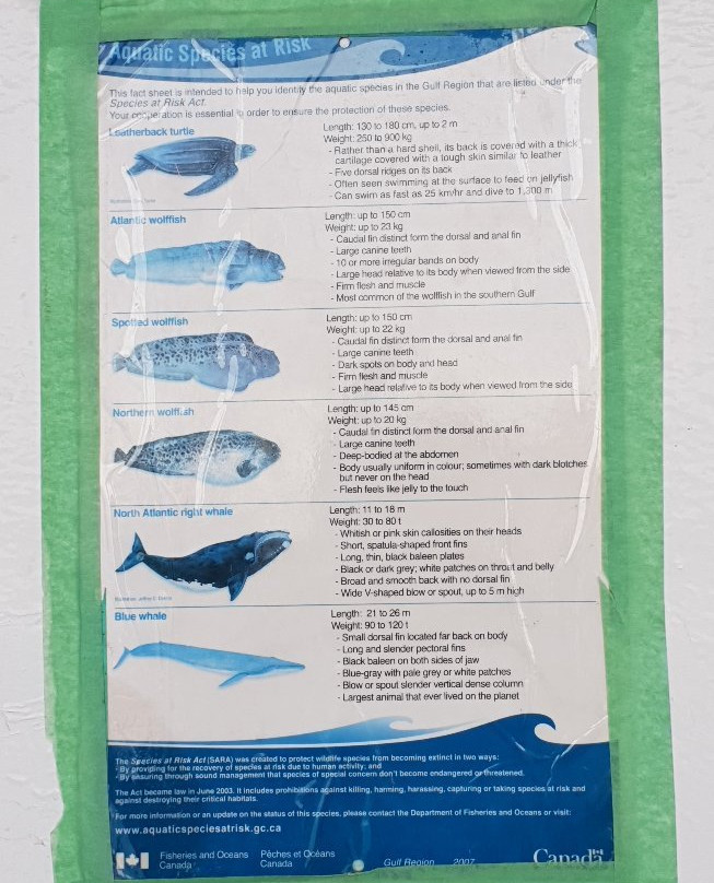 Freeport Whale & Seabird Tours景点图片