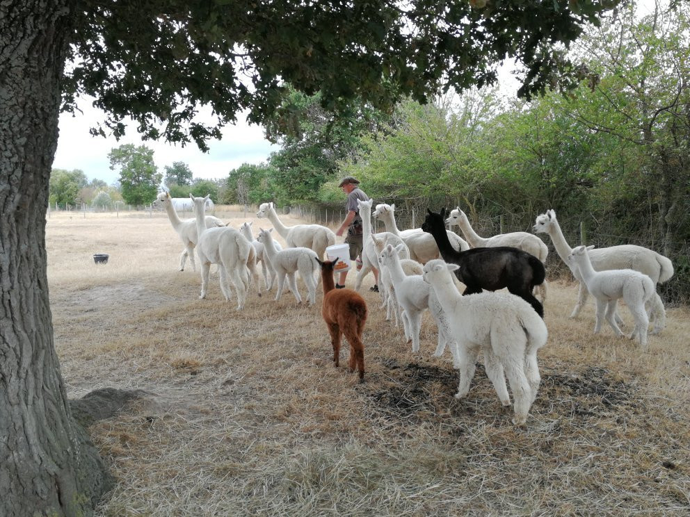 Argenton Alpacas景点图片