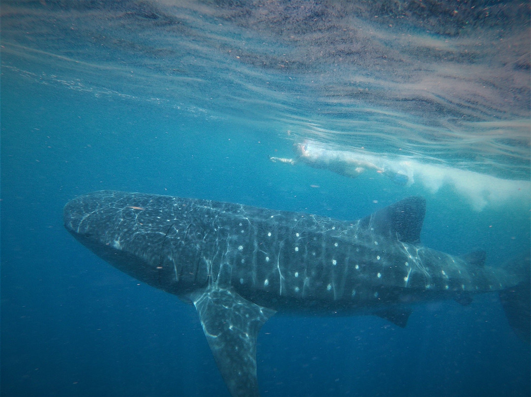Blue Bus Tours-墨西哥城必去景点