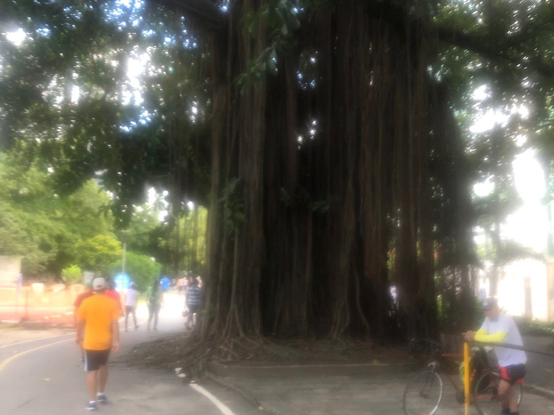 Parque da Jaqueira-累西腓必去景点