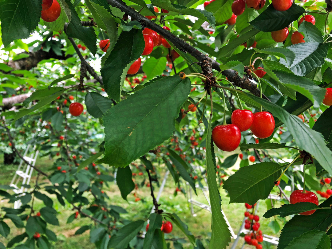 Komachi Orchards-沼田市必去景点