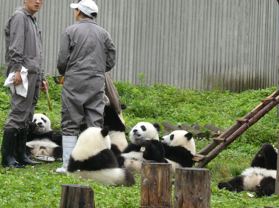 卧龙自然保护区景点图片