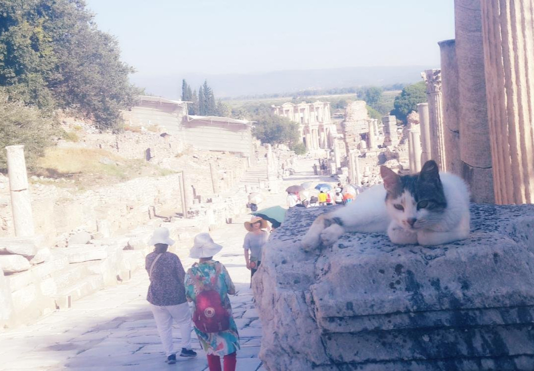 Alex Tour Guide-伊斯坦布尔必去景点