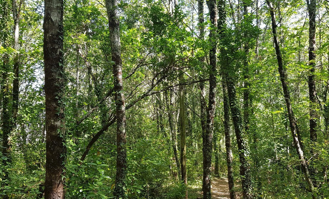 Mata da Margaraça-Arganil必去景点