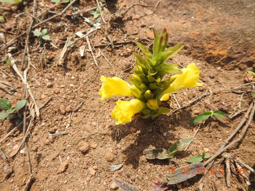 Pushpagiri Wildlife Sanctuary景点图片